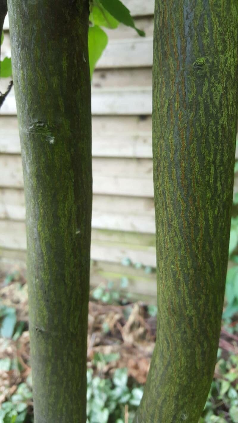 Pacific serviceberry 19
