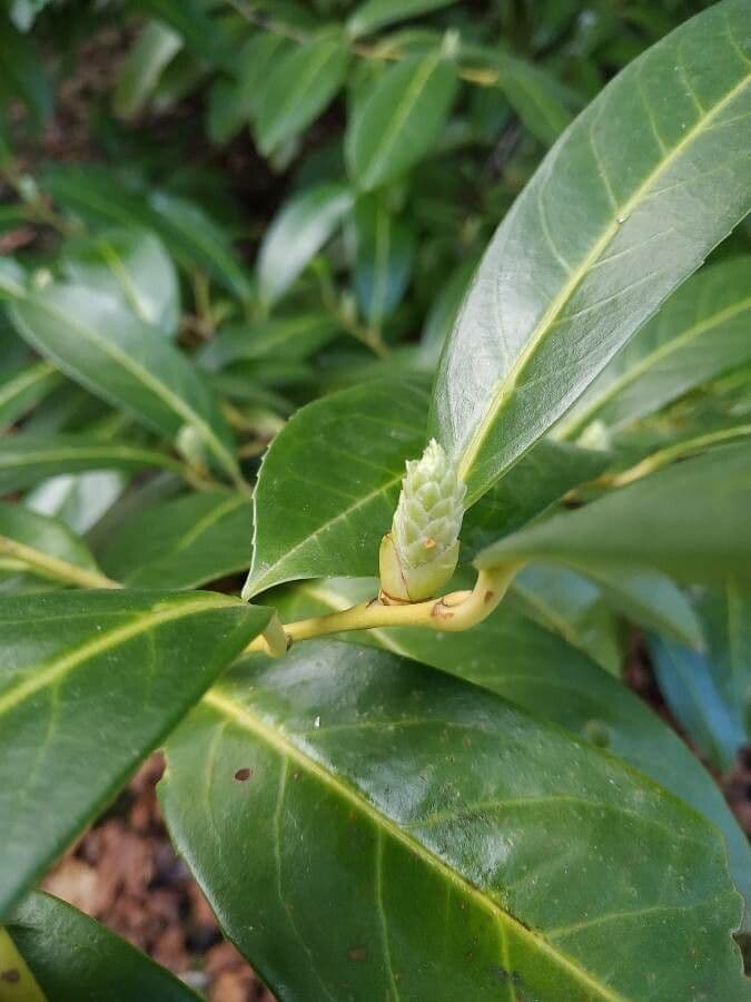 Cherry-laurel 26