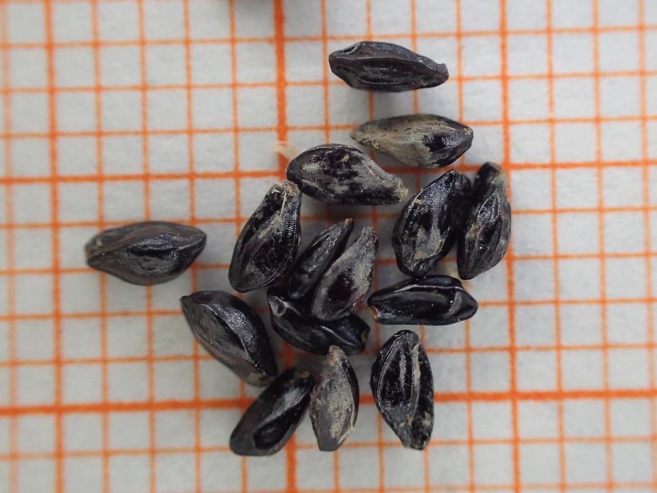 European columbine 30