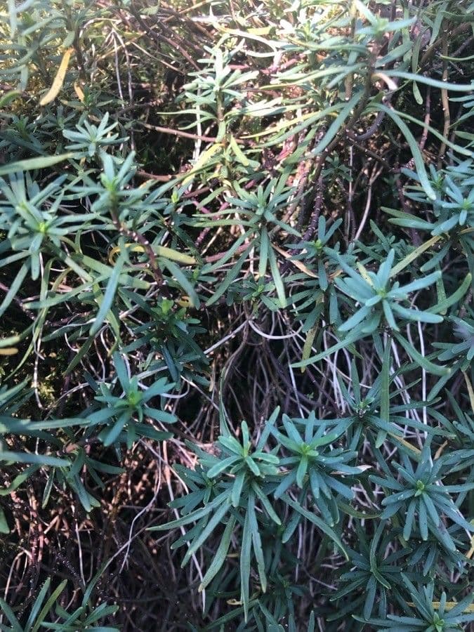 Evergreen candytuft 18