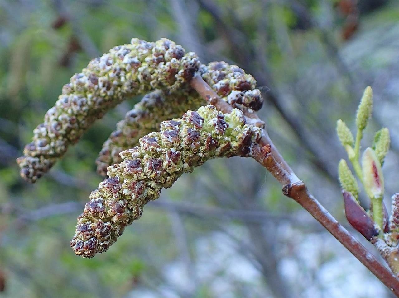 Green alder
