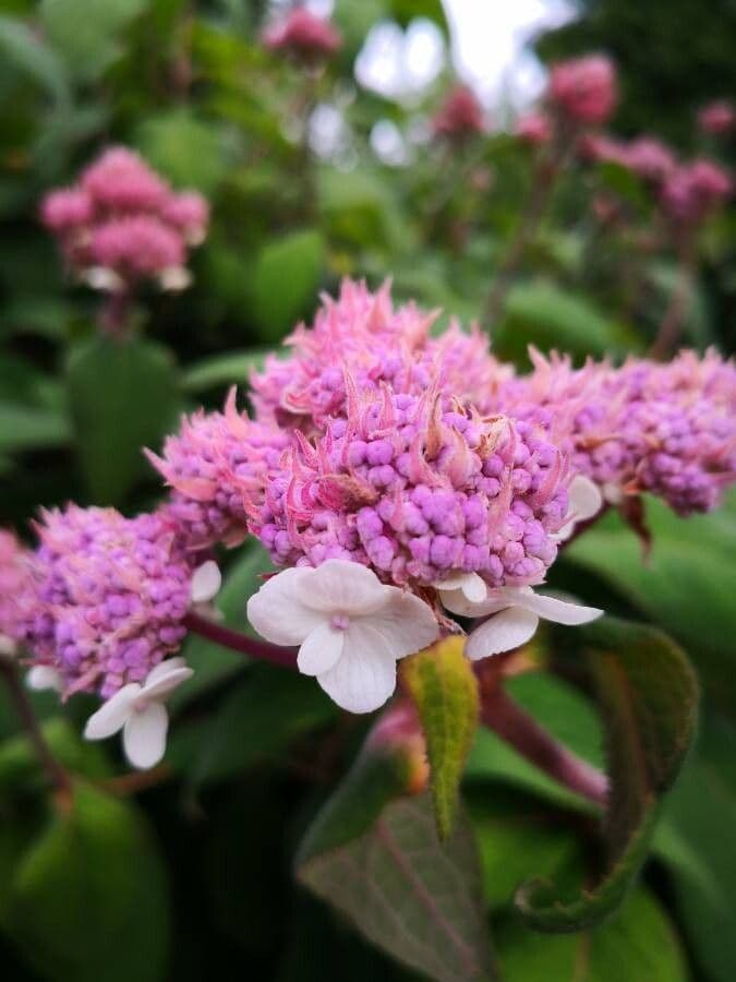 Rough-leaf hydrangea 4