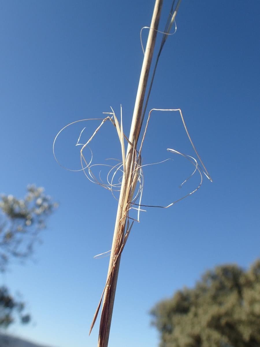 Dwarf feather grass 7