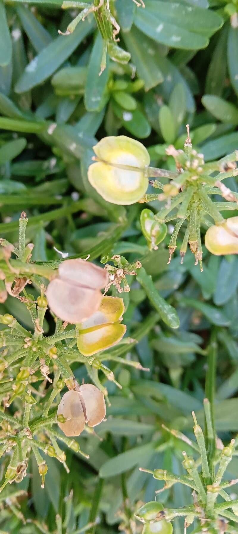 Evergreen candytuft 5