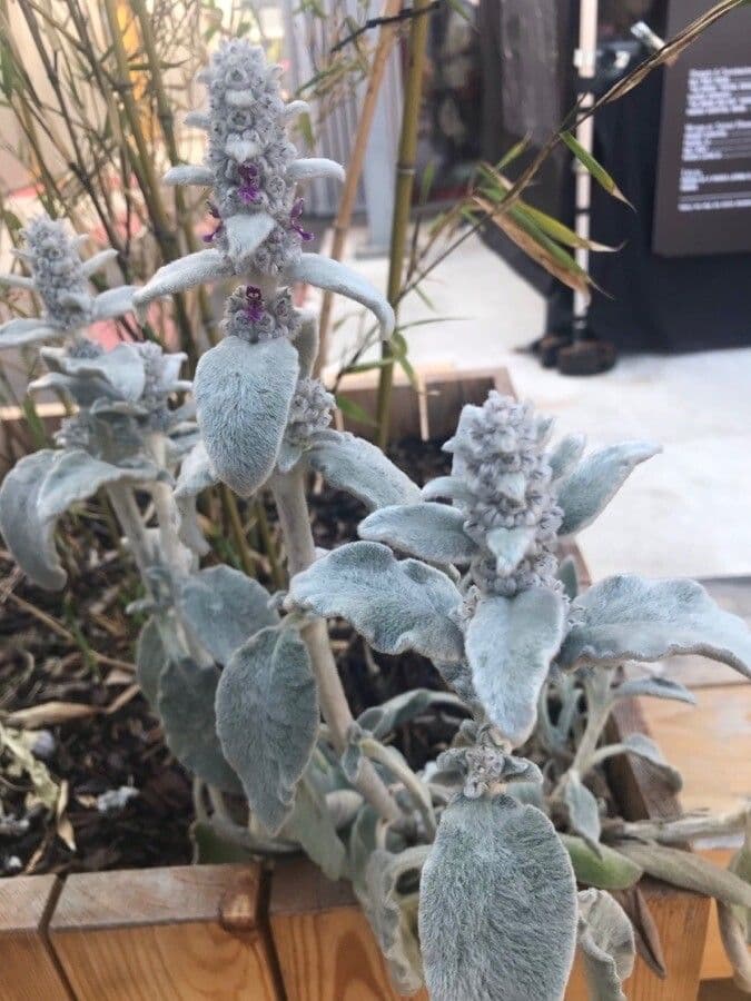 Lamb's-ear 19