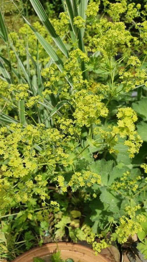 Garden lady's-mantle 8