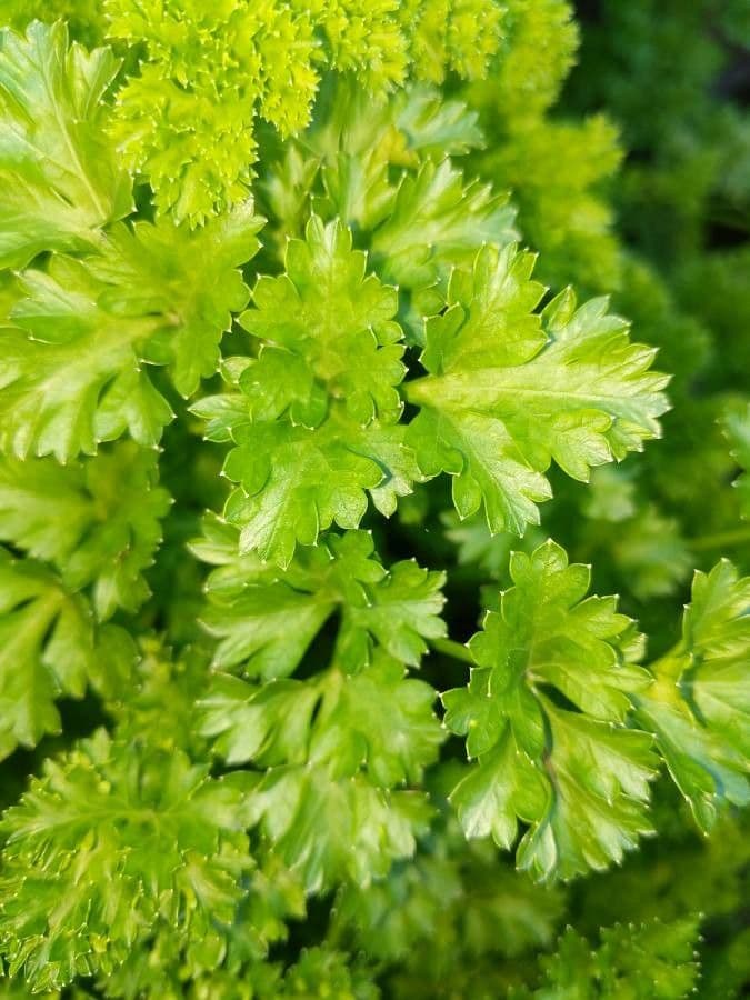 Garden parsley 18