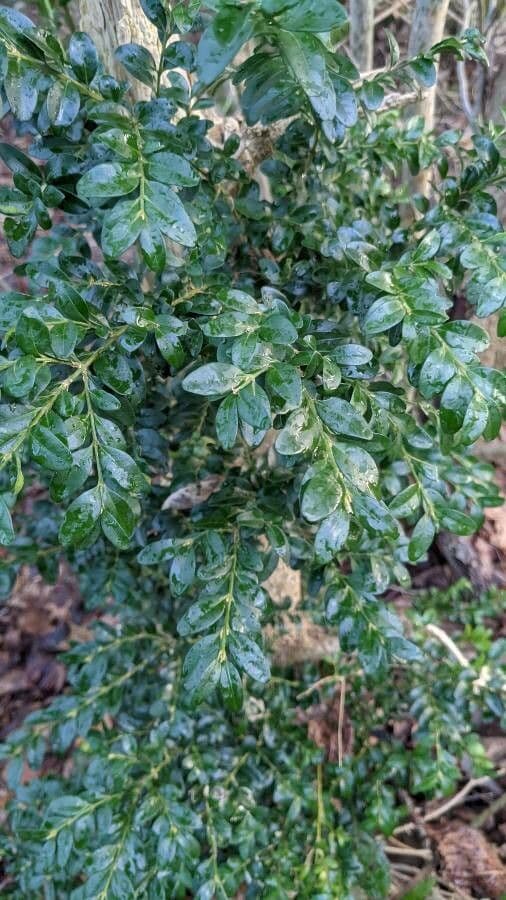 Caucasian boxwood 16