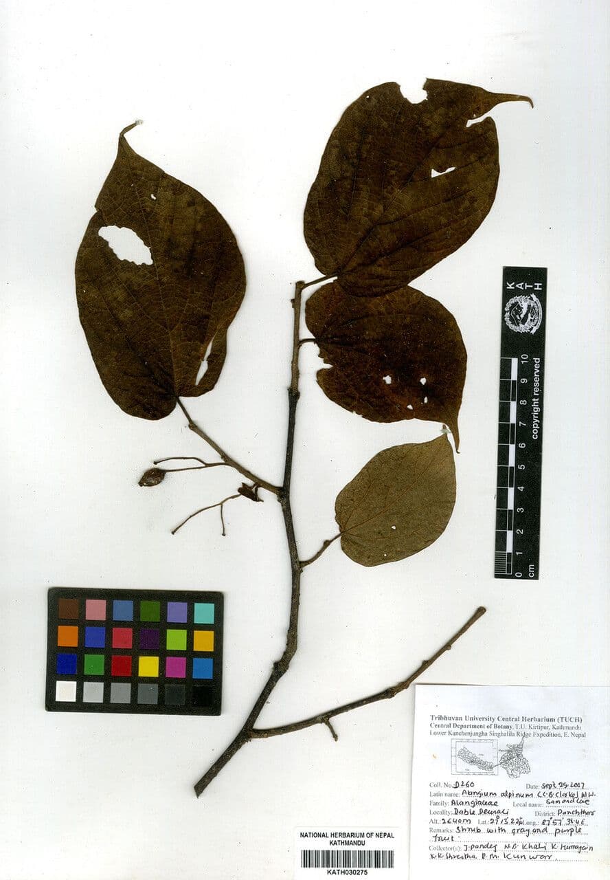 Alpine Alangium 5