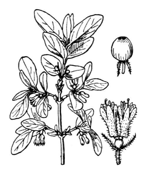 Blue honeysuckle 29