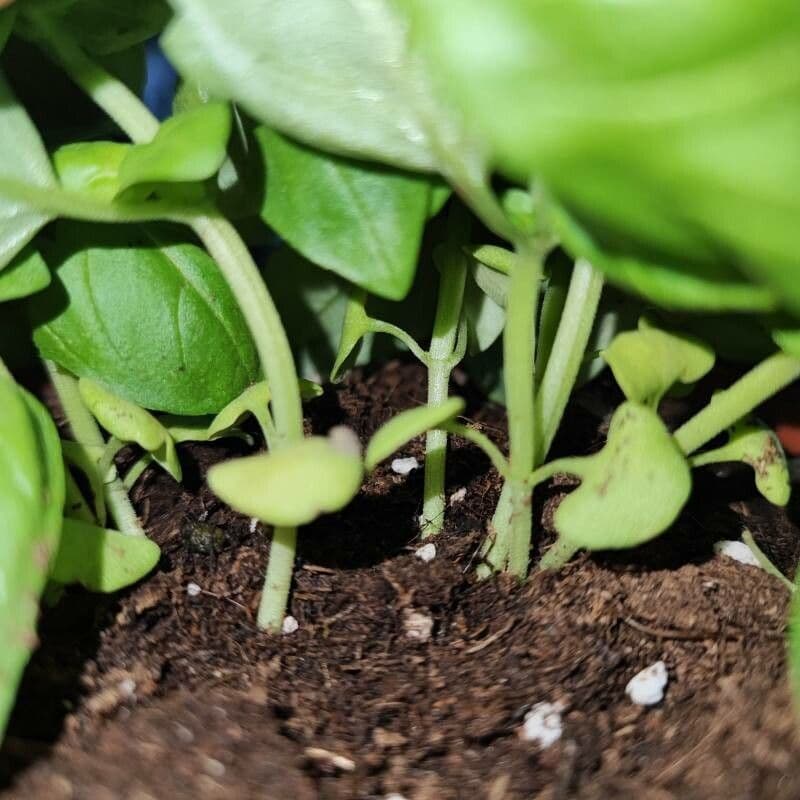 Basil 23