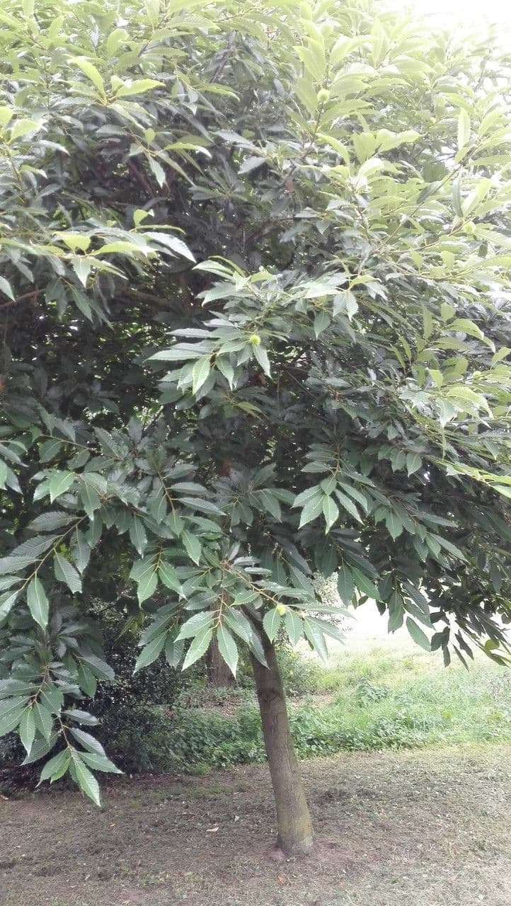 American chestnut 13