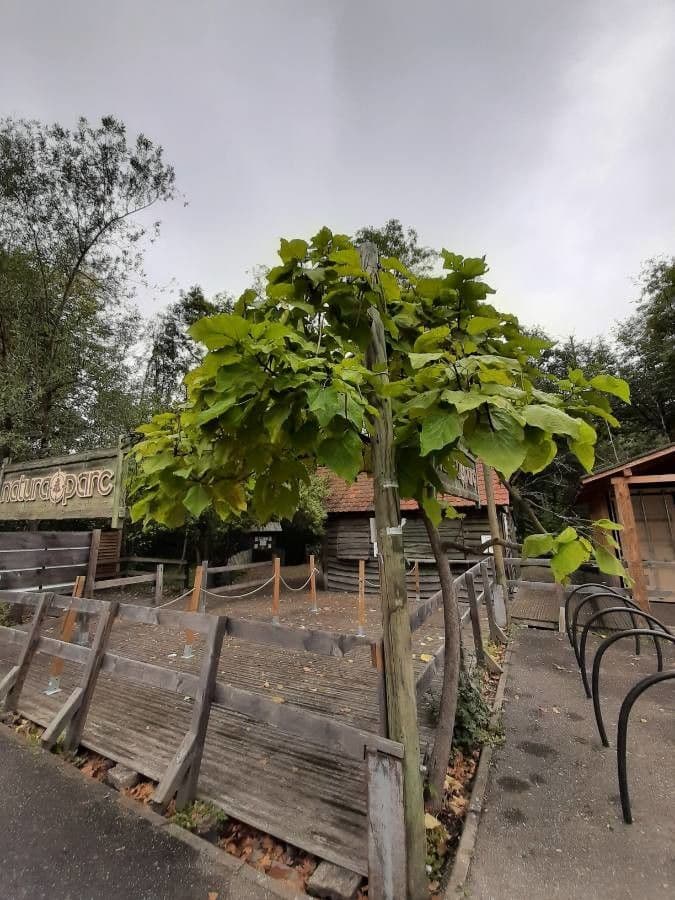 Chinese catalpa 20