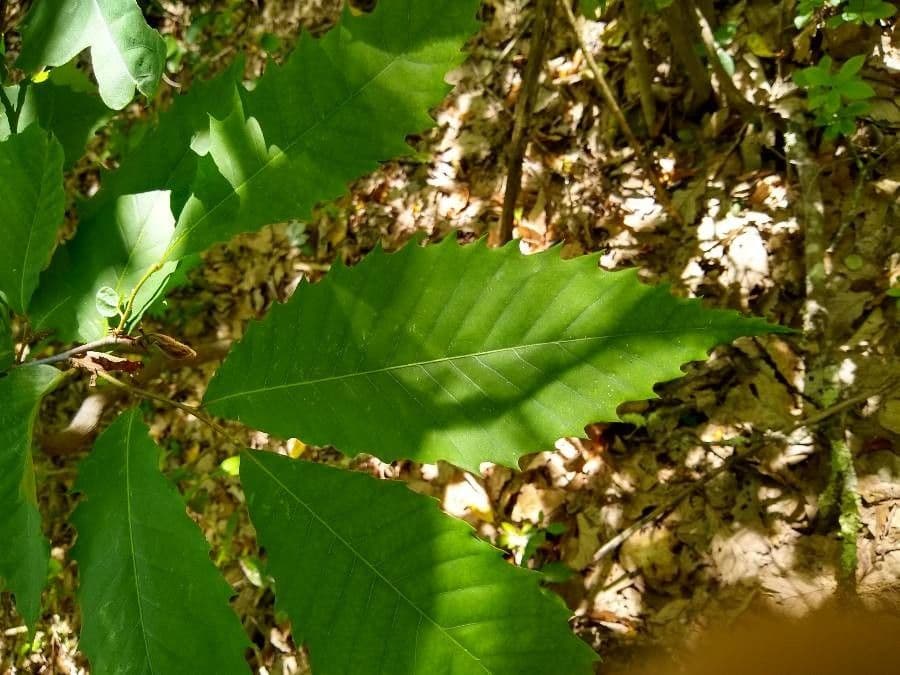 American chestnut 18