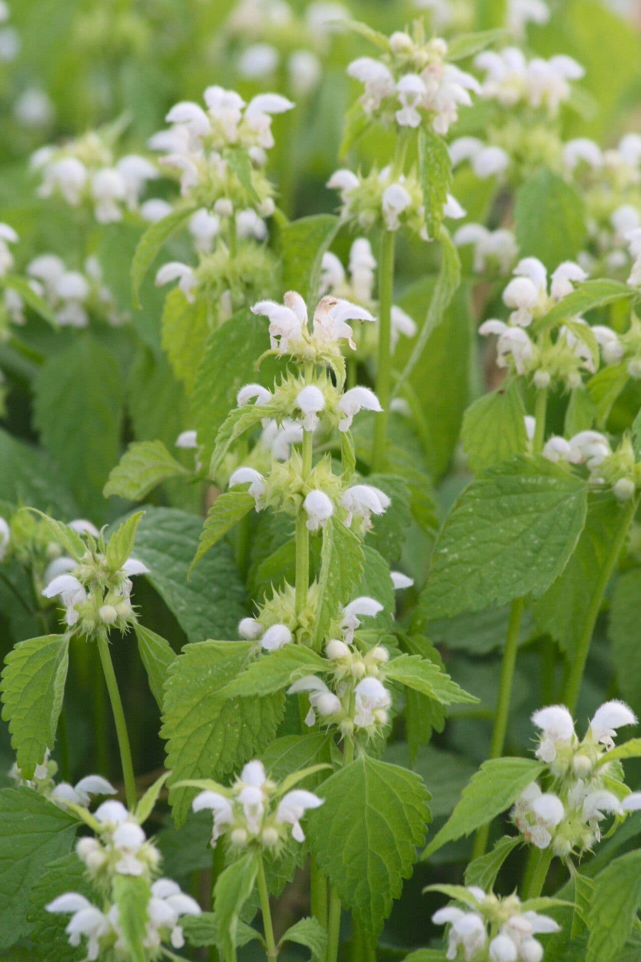 Deadnettle 2