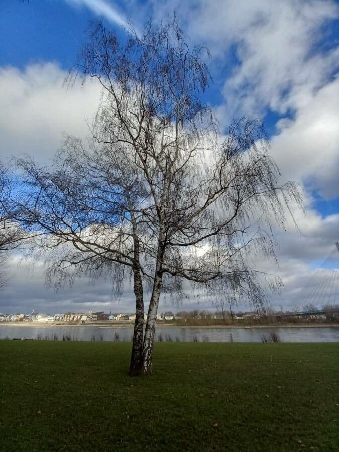 European white birch 14