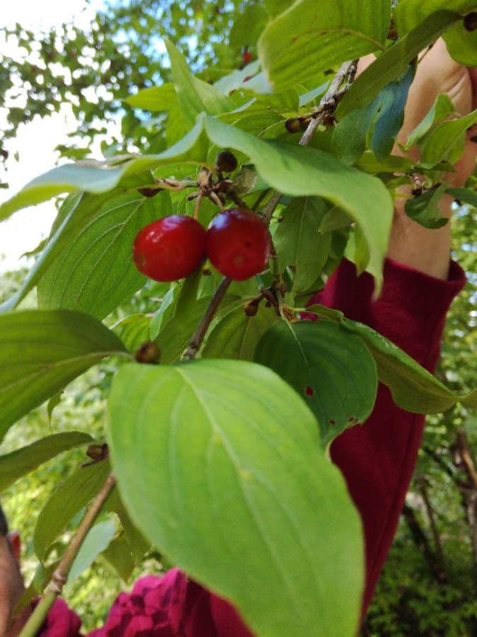Cornelian-cherry 5