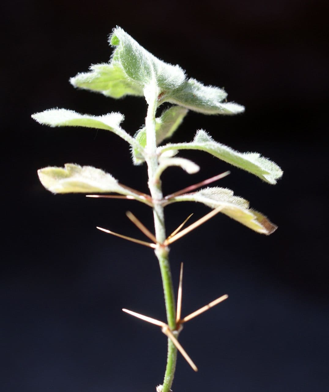 Acanthoprasium 8