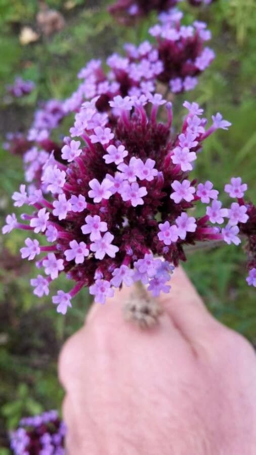 Argentine vervain 8