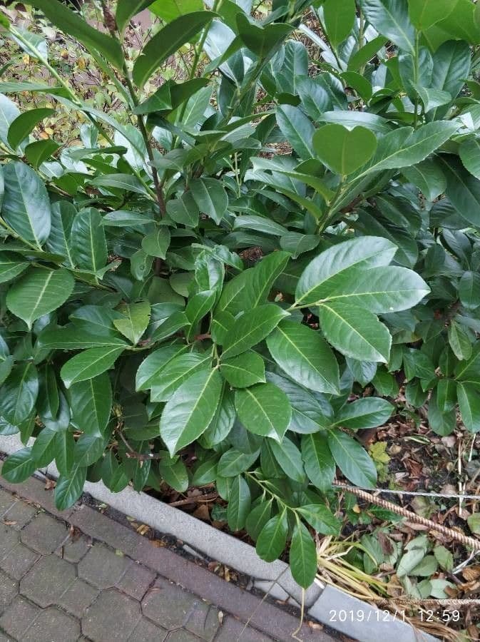 Cherry-laurel 20