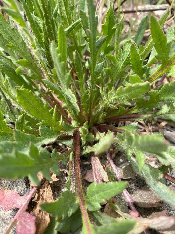 Hairy hawkbit 15