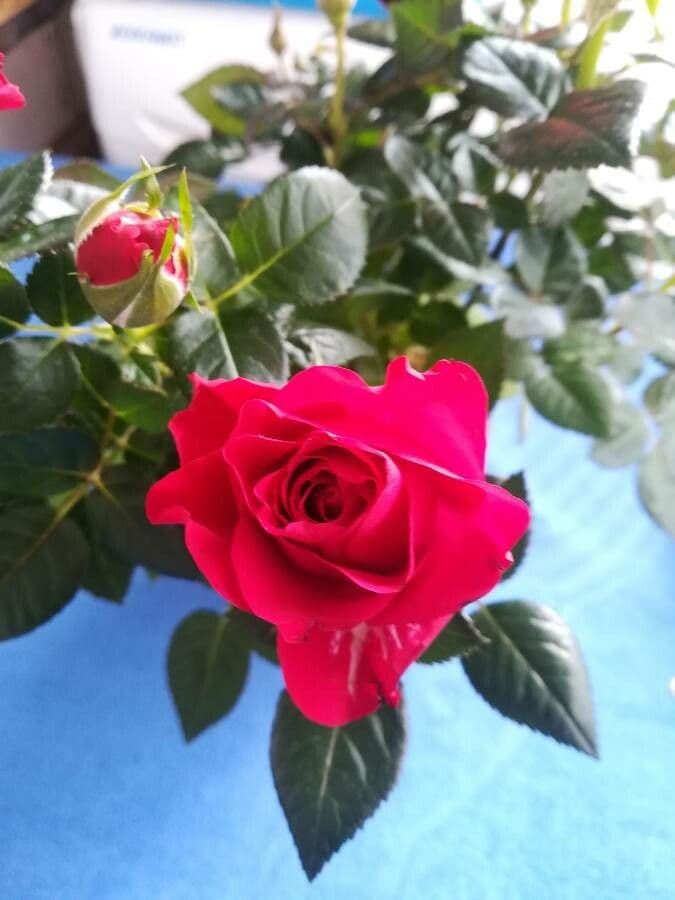 Cyme rose