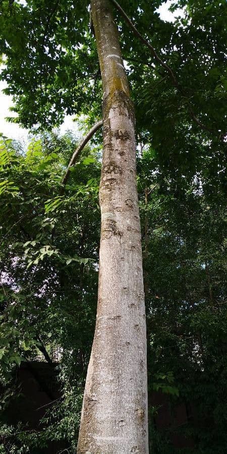 Sackingtree 2