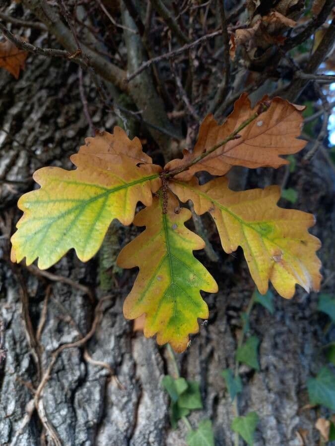 Pedunculate oak 17