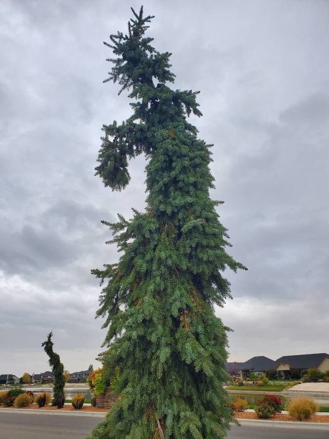 Serbian spruce 16