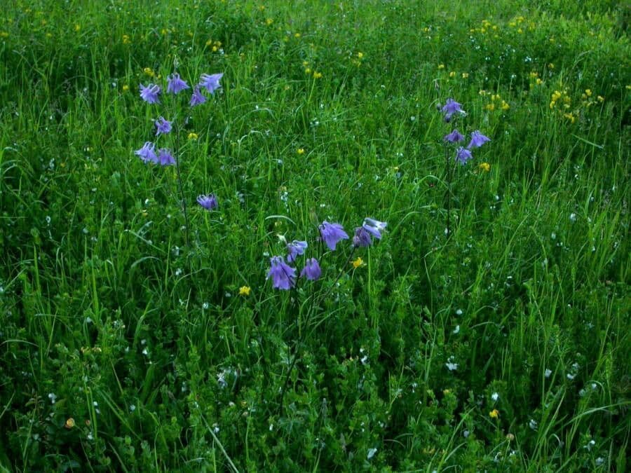 European columbine 14