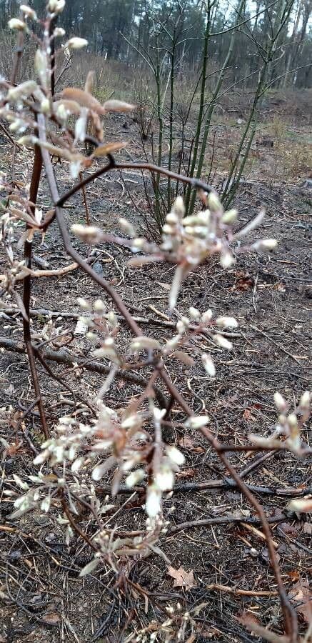 juneberry 27