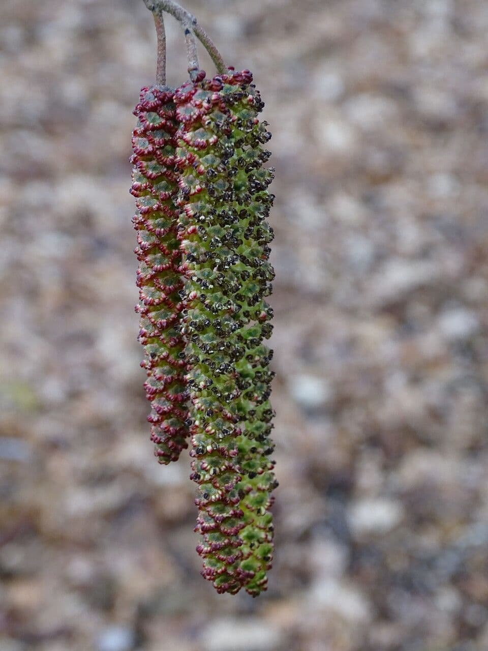 Caucasian alder 8