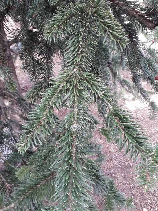 Christmastree 16