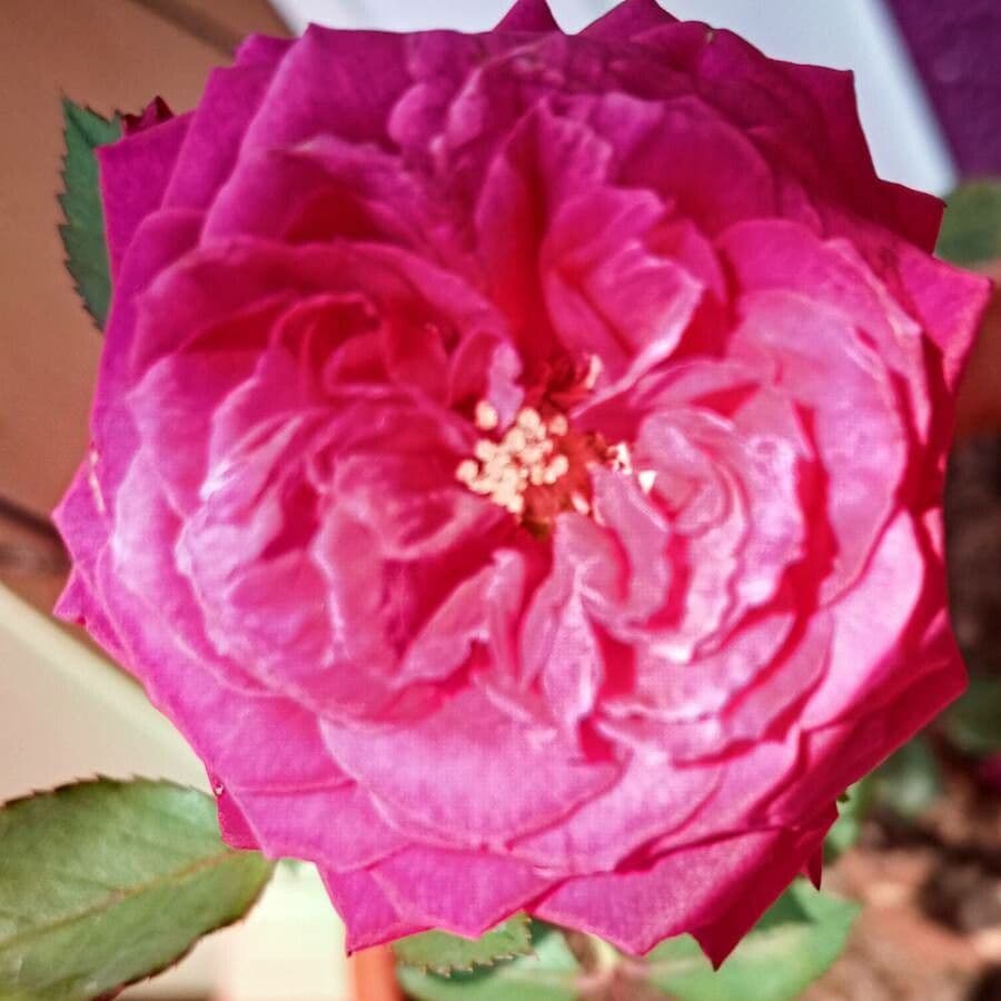 Cyme rose 3