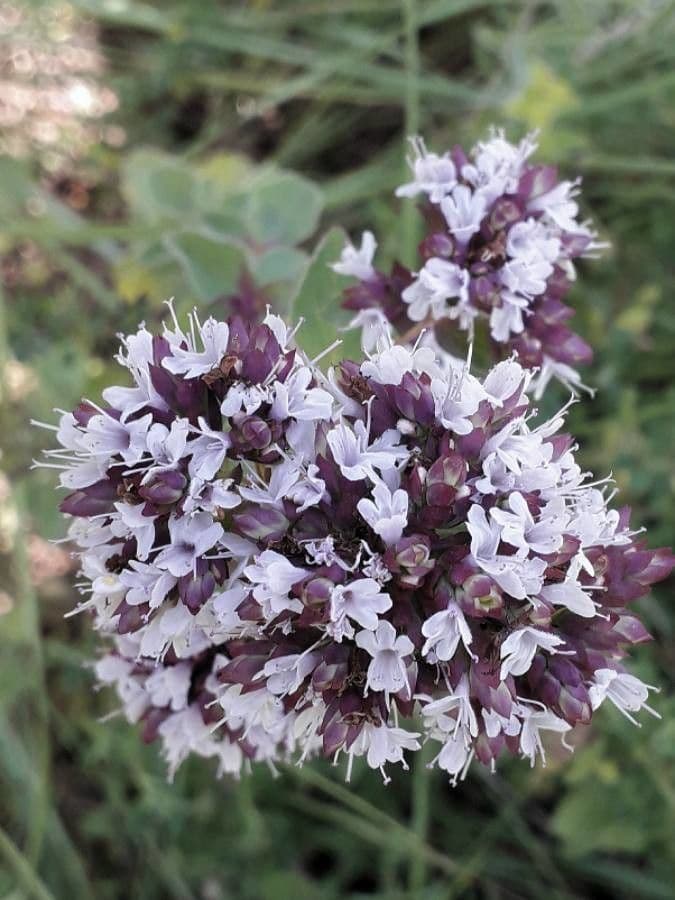 Wild marjoram 10