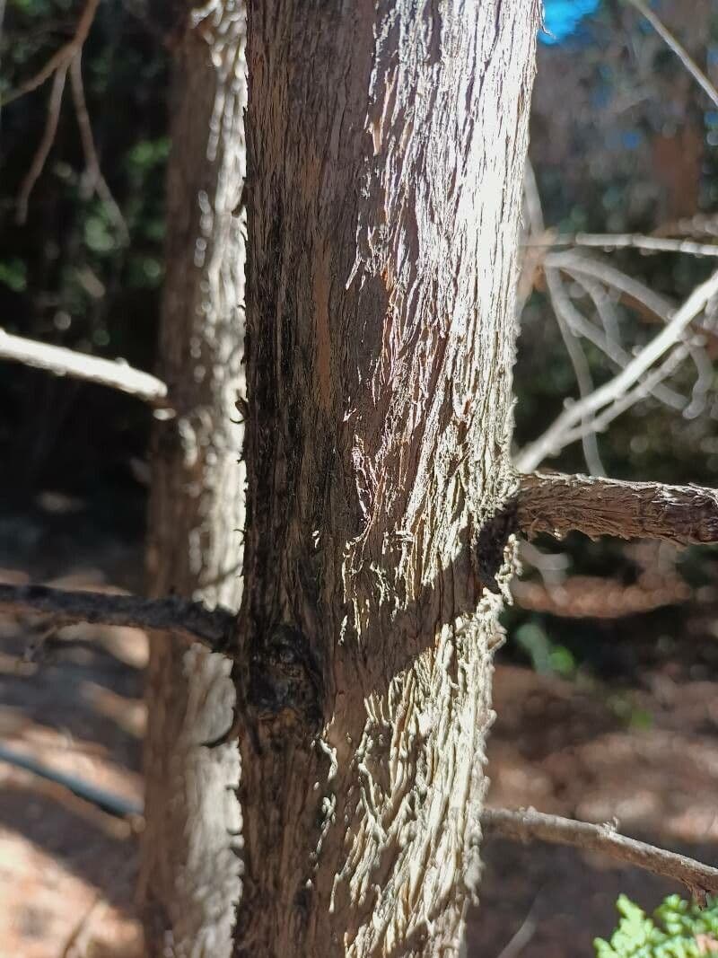 Chilean cedar 20