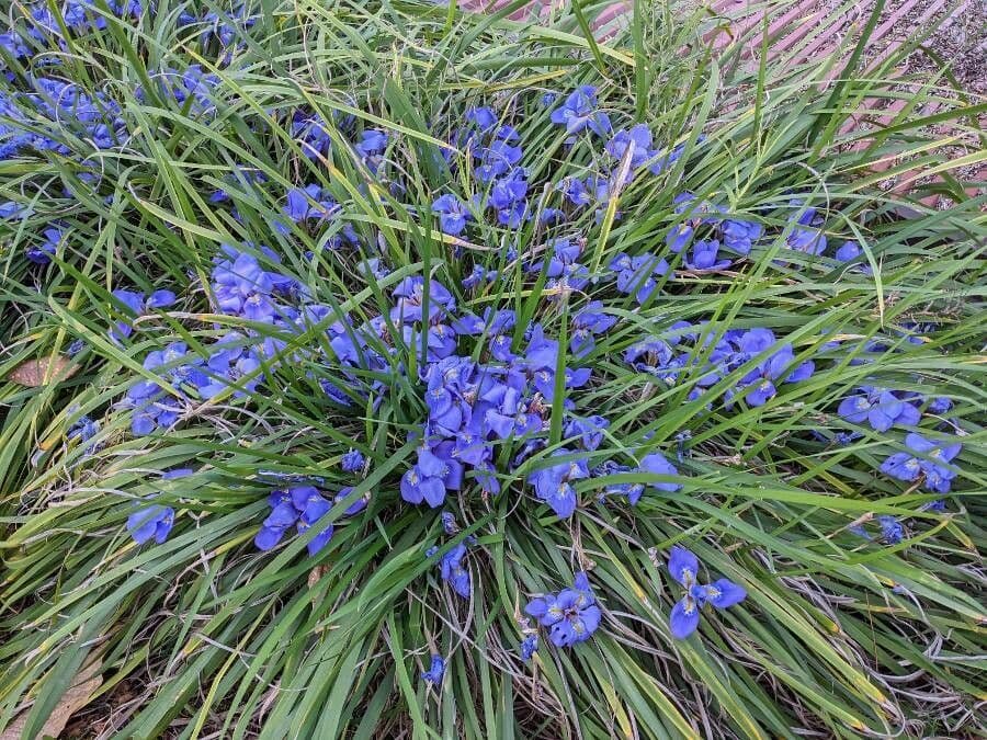 Algerian iris 6