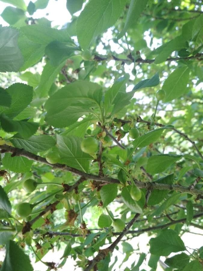 Cherry 3