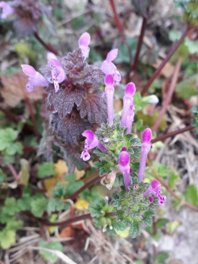 Henbit 10