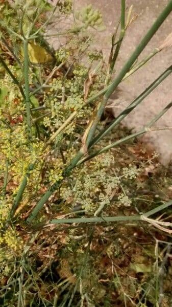 Fennel 21