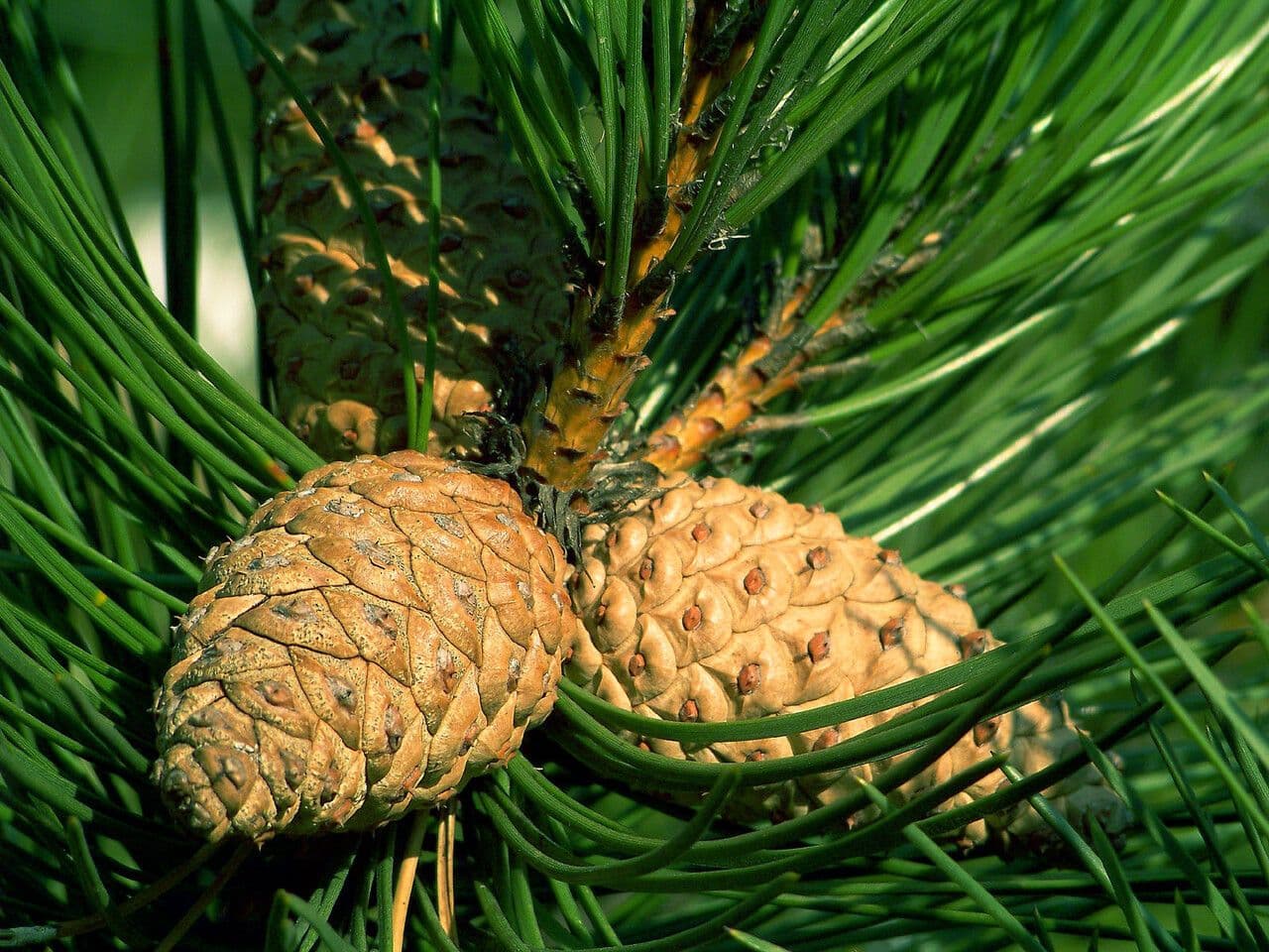 Australian pine 4