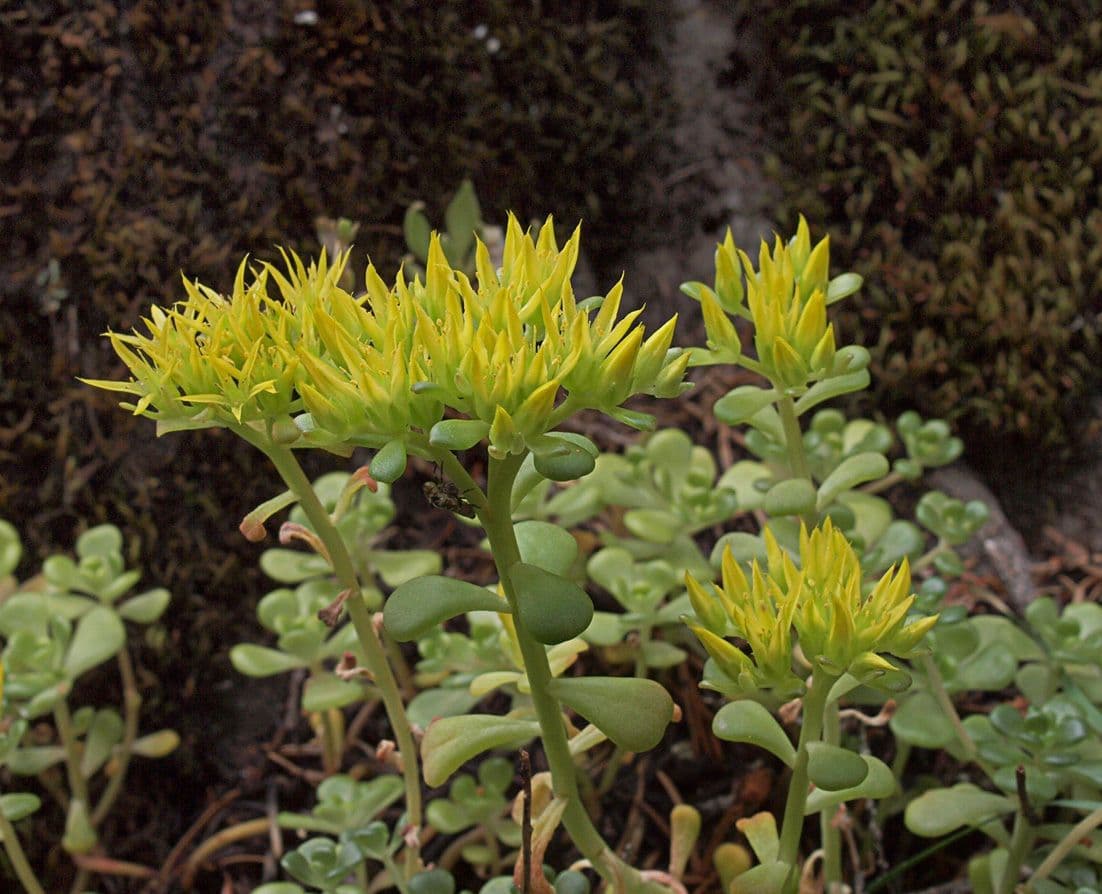 Pacific stonecrop 7