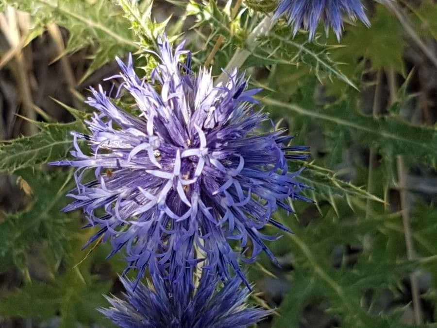 Globe thistle 10