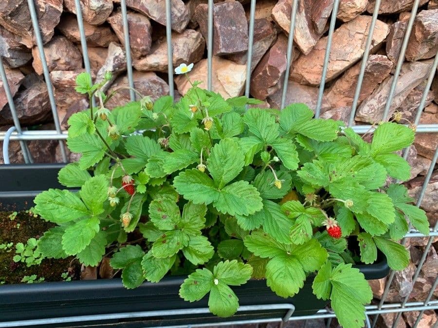 Alpine strawberry 14