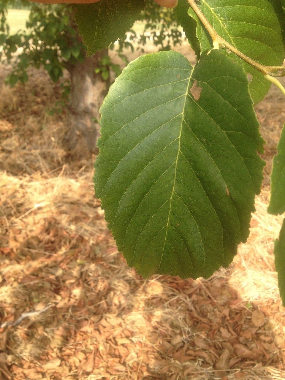 Caucasian alder 13