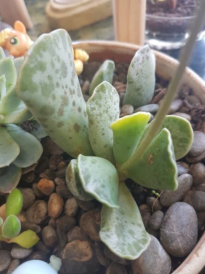 Adromischus 15
