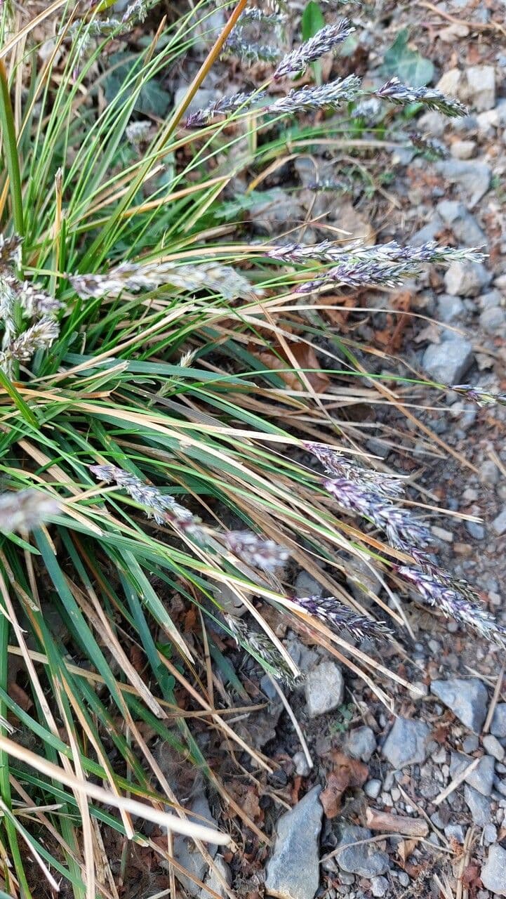 Blue moor grass 18