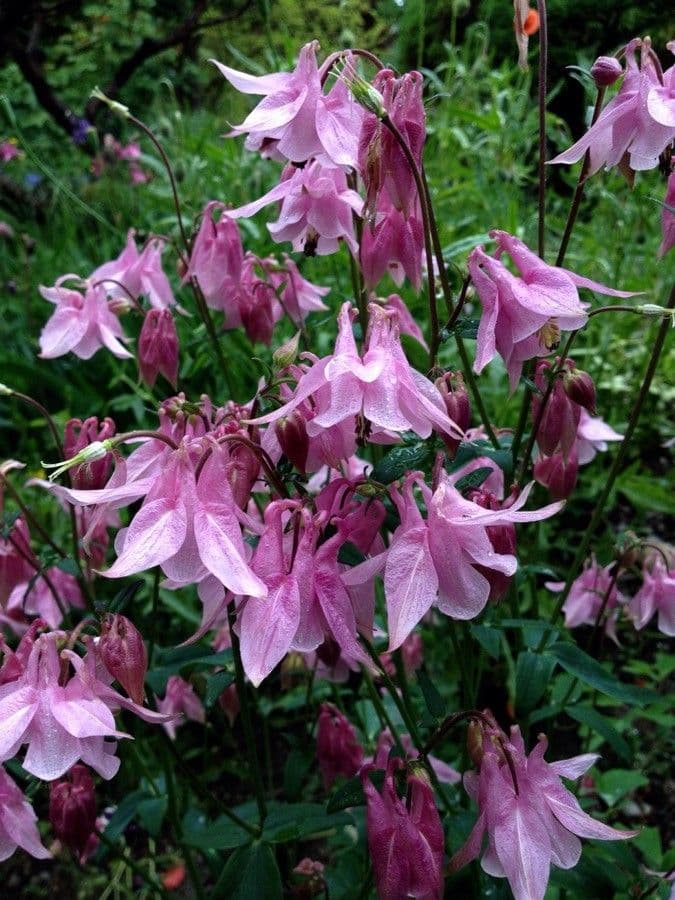 European columbine 15