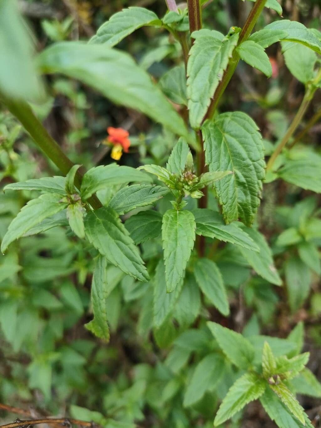 Maskflower 9