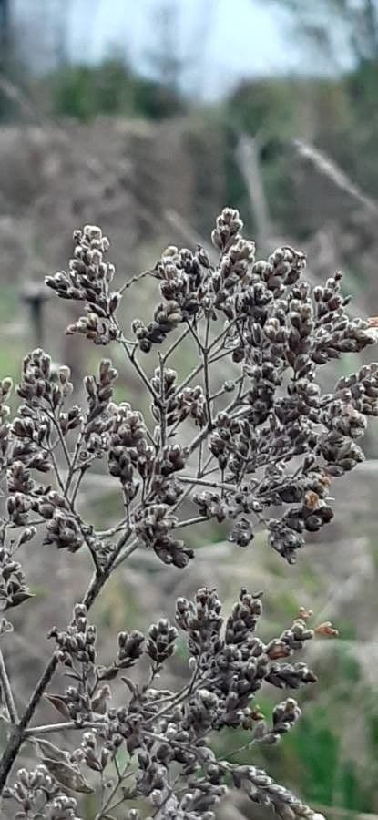Wild marjoram